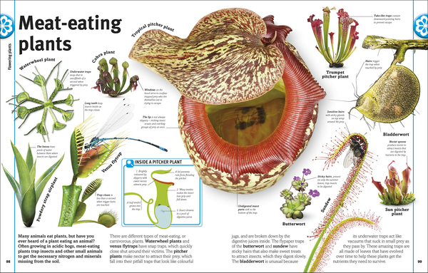 Бумажная книга «Trees, Leaves, Flowers and Seeds. A visual encyclopedia of the plant kingdom», автор Сара Хосе - фото №1