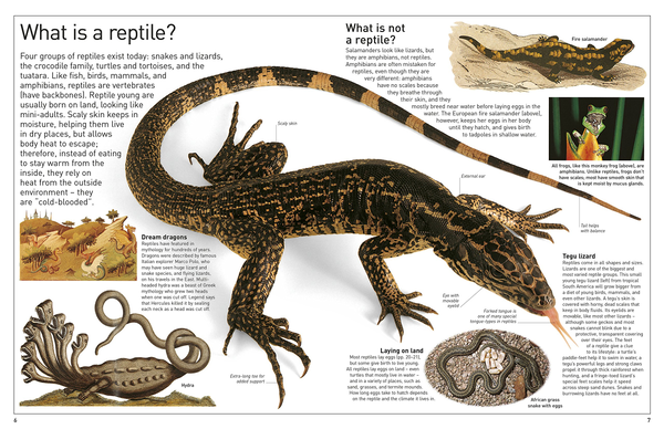 Бумажная книга «Reptile» - фото №1