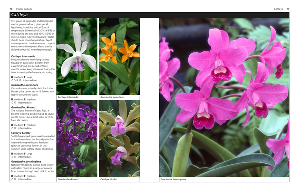 Паперова книга «Orchids» - фото №1
