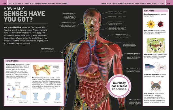 Бумажная книга «It Can't Be True! Human Body!» - фото №1