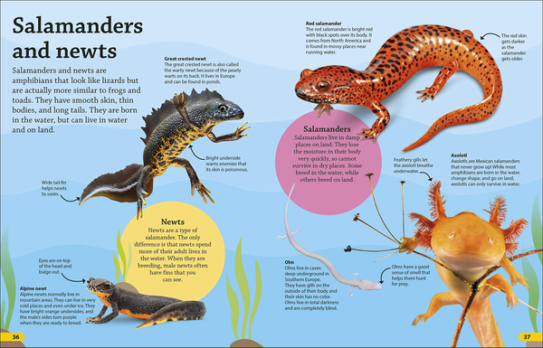 Бумажная книга «Dkfindout! Reptiles and Amphibians» - фото №1