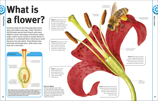 Бумажная книга «Trees, Leaves, Flowers and Seeds. A visual encyclopedia of the plant kingdom», автор Сара Хосе - фото №1