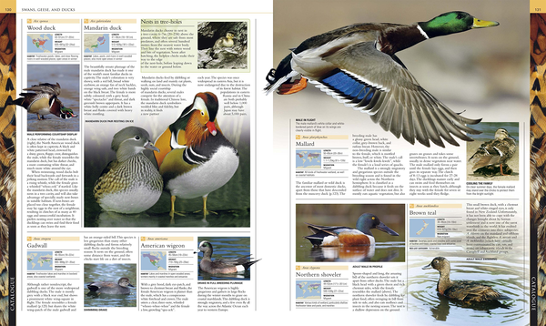 Бумажная книга «Illustrated Encyclopedia of Birds», автор Бен Хоар - фото №1