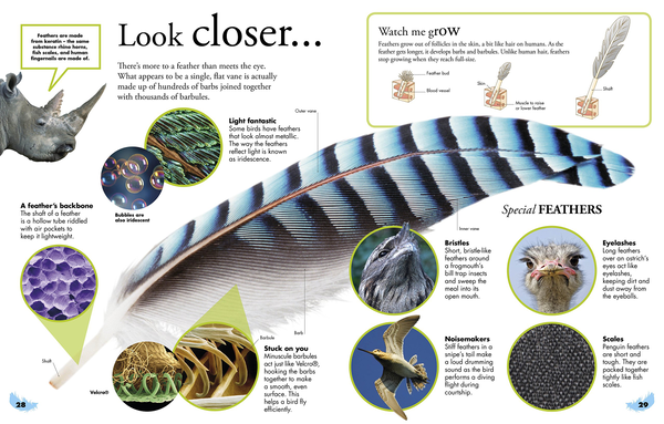 Бумажная книга «Everything You Need to Know About Birds» - фото №1