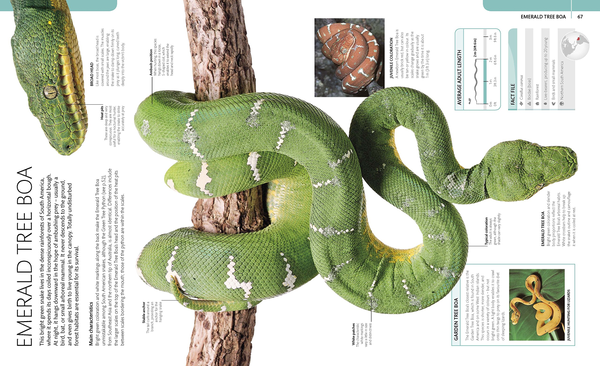 Бумажная книга «Snake. The Essential Visual Guide», автор Крис Маттисон - фото №1