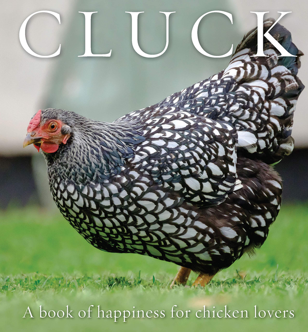 [object Object] «Cluck. A Book of Happiness for Chicken Lovers», автор Фрейя Хаанен - фото №1