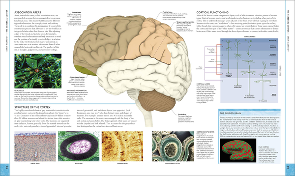 Паперова книга «The Brain Book. An Illustrated Guide to its Structure, Functions, and Disorders », авторів Стів Паркер, Ріта Картер, Сьюзан Олдрідж, Мартін Пейдж - фото №1