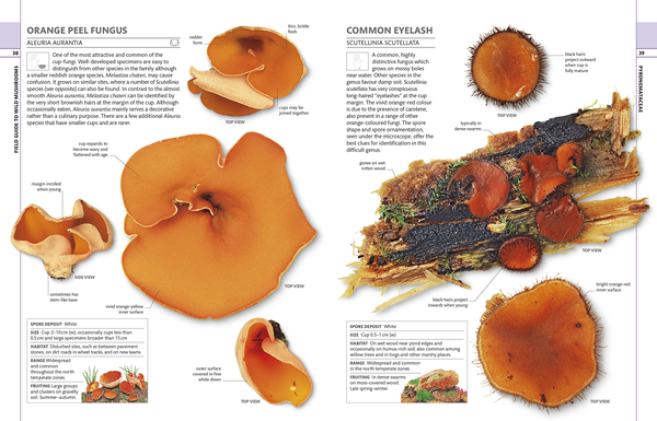 Бумажная книга «Mushrooms & Toadstools. The Illustrated Guide to Fungi» - фото №1