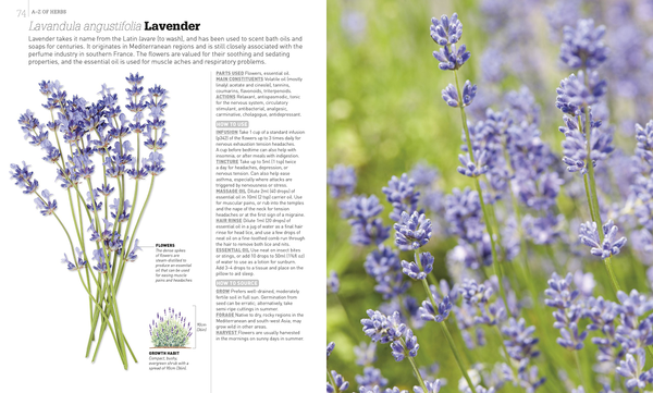 Бумажная книга «Neal's Yard Remedies Cook, Brew and Blend Your Own Herbs» - фото №1