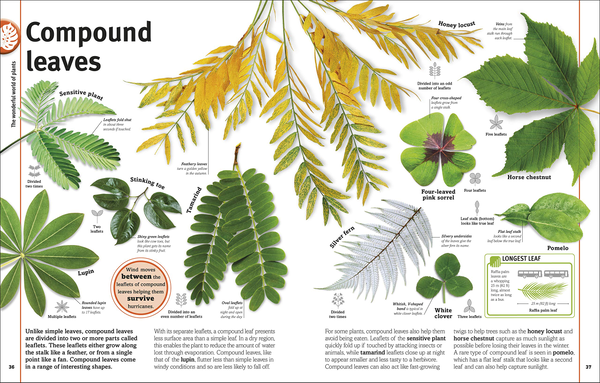Бумажная книга «Trees, Leaves, Flowers and Seeds. A visual encyclopedia of the plant kingdom», автор Сара Хосе - фото №1