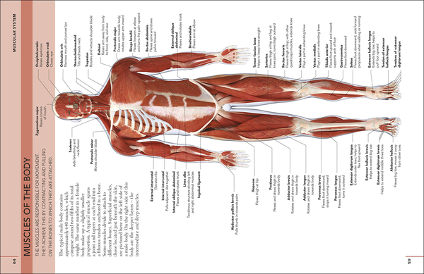 Бумажная книга «The Concise Human Body Book. An illustrated guide to its structure, function and disorders» - фото №1