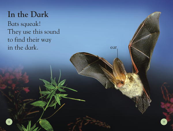 Паперова книга «All About Bats. Explore the World of Bats!», автор Керін Дженнер - фото №1
