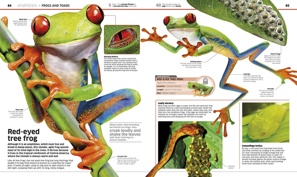 Паперова книга «Knowledge Encyclopedia Animal!» - фото №1