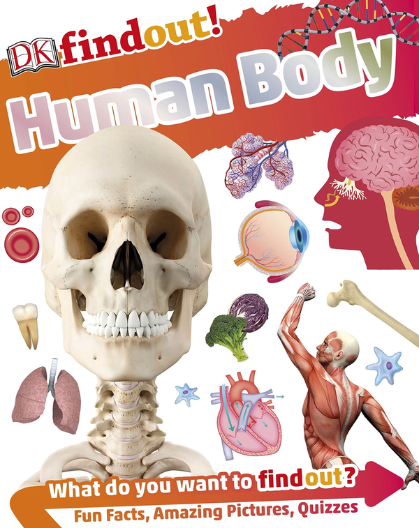 Паперова книга «DKfindout! Human Body» - фото №1