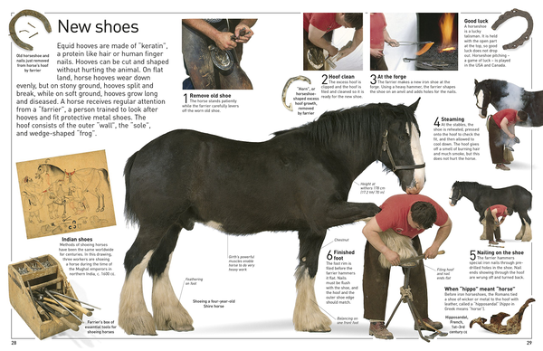 Паперова книга «Eyewitness. Horse», автор Джульєтта Клаттон-Брок - фото №1