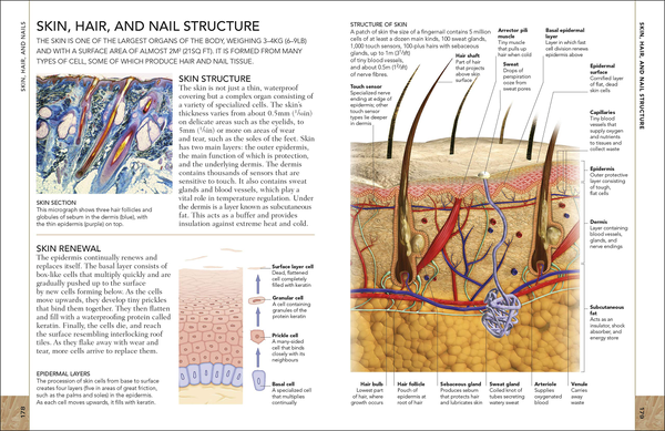 Бумажная книга «The Concise Human Body Book. An illustrated guide to its structure, function and disorders» - фото №1