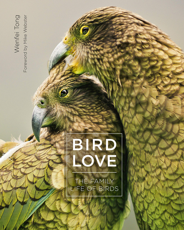 Бумажная книга «Bird Love. The Family Life of Birds», автор Венфей Тонг - фото №1