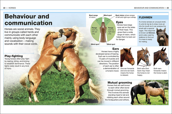 Бумажная книга «Horses. Facts at Your Fingertips» - фото №1