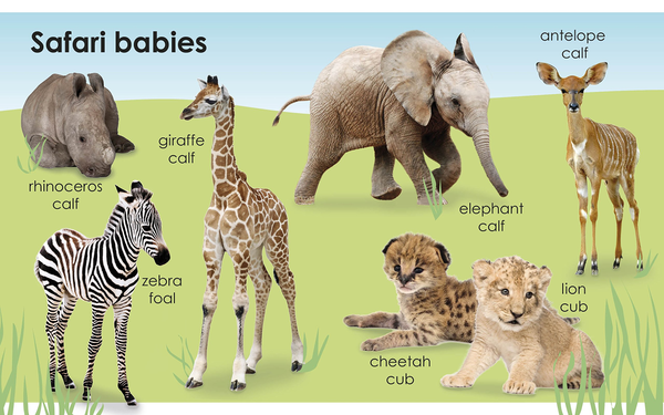 Паперова книга «My First Baby Animals» - фото №1
