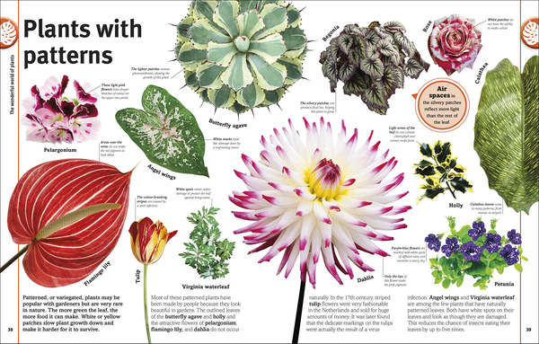 Бумажная книга «Trees, Leaves, Flowers and Seeds. A visual encyclopedia of the plant kingdom», автор Сара Хосе - фото №1