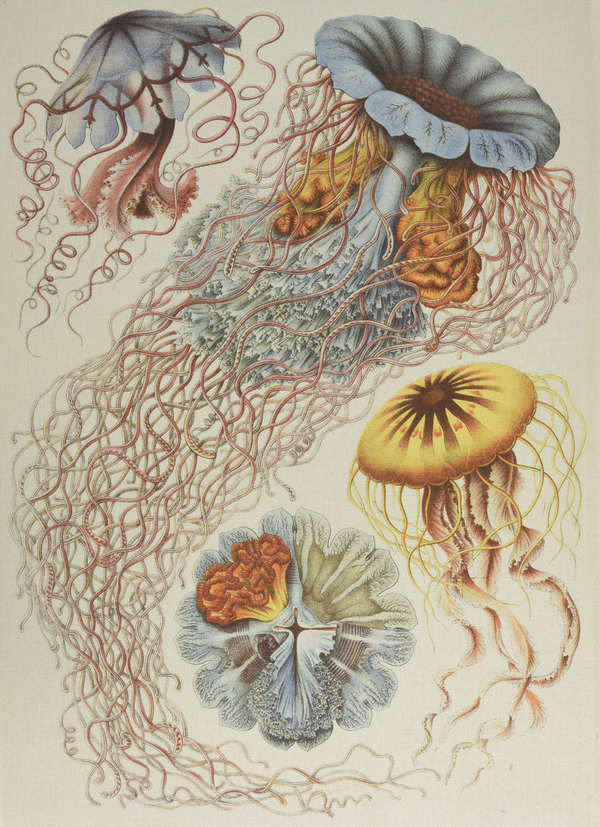 Бумажная книга «The Art and Science of Ernst Haeckel», авторов Райнер Вилльманн, Джулия Восс - фото №1