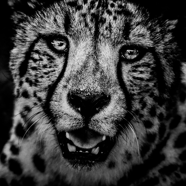 Бумажная книга «The Family Album of Wild Africa» - фото №1