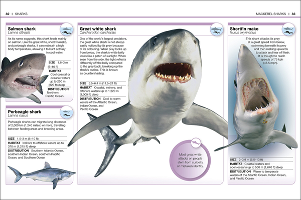 Паперова книга «Sharks. Facts at Your Fingertips» - фото №1