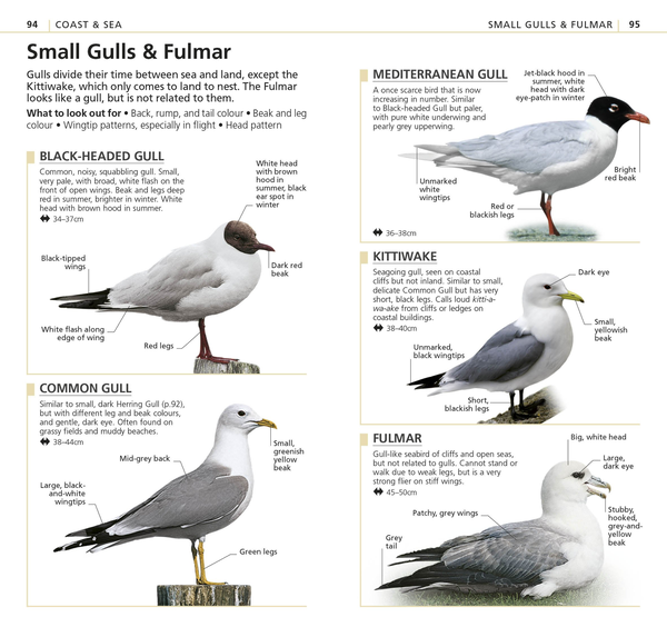 Паперова книга «RSPB What's that Bird? The Simplest ID Guide Ever» - фото №1