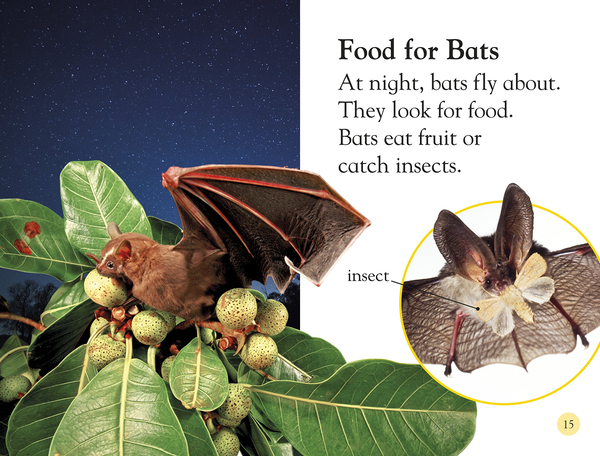 Паперова книга «All About Bats. Explore the World of Bats!», автор Керін Дженнер - фото №1