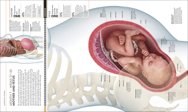 Бумажная книга «The Science of Pregnancy. The Complete Illustrated Guide from Conception to Birth» - фото №1