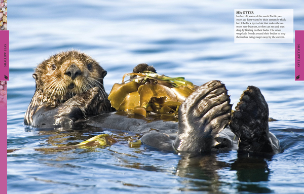Бумажная книга «Ocean A Children's Encyclopedia» - фото №1