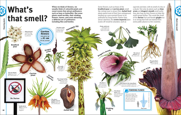 Бумажная книга «Trees, Leaves, Flowers and Seeds. A visual encyclopedia of the plant kingdom», автор Сара Хосе - фото №1