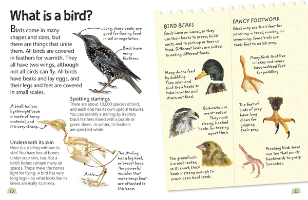 Бумажная книга «Birds. Explore Nature with Fun Facts and Activities» - фото №1