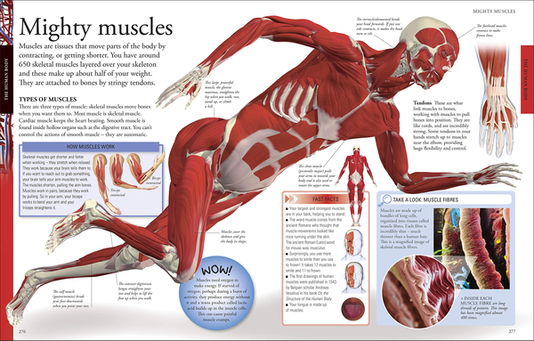 Бумажная книга «The New Children's Encyclopedia. Packed with Thousands of Facts, Stats, and Illustrations» - фото №1