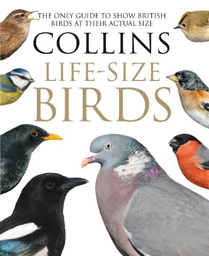 Бумажная книга «Collins Life-Size Birds: The Only Guide to Show British Birds at Their Actual Size», авторов Пол Стерри, Роб Рид - фото №1