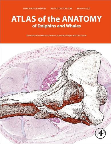 Бумажная книга «Atlas of the Anatomy of Dolphins and Whales», авторов Бруно Коцци, Гельмут А. Оэльшлегер, Штефан Хуггенбергер - фото №1