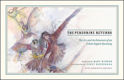 Бумажная книга «The Peregrine Returns: The Art and Architecture of an Urban Raptor Recovery», автор Мэри Хеннен - фото №1