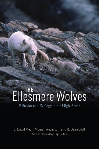 Паперова книга «The Ellesmere Wolves: Behavior and Ecology in the High Arctic», авторів Г. Дін Клафф, Л. Девід Мех, Морган Андерсон - фото №1
