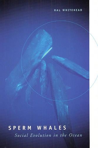 Бумажная книга «Sperm Whales: Social Evolution in the Ocean», автор Хэл Уайтхед - фото №1