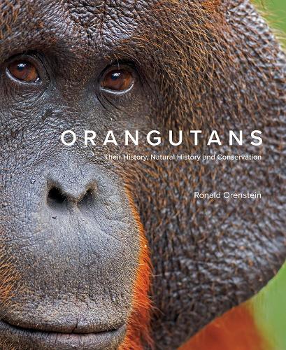Бумажная книга «Orangutans: Their History, Natural History and Conservation», автор Рональд Оренштейн - фото №1
