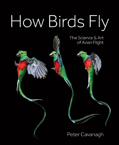 Бумажная книга «How Birds Fly: The Science and Art of Avian Flight», автор Питер Кавана - фото №1