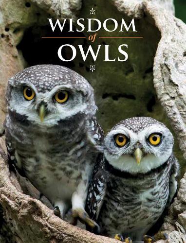 Бумажная книга «Wisdom of Owls» - фото №1