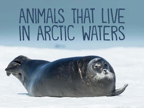 Бумажная книга «Animals That Live in Arctic Waters: English Edition», автор Arvaaq Press - фото №1