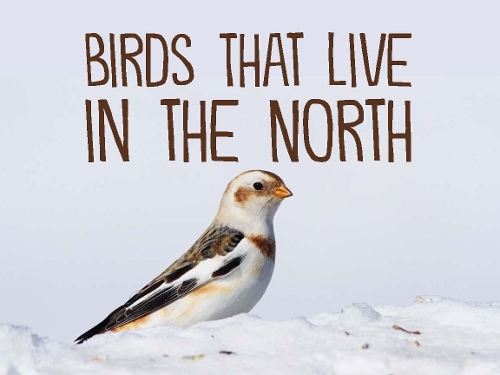 Бумажная книга «Birds That Live in the North: English Edition», автор Arvaaq Press - фото №1