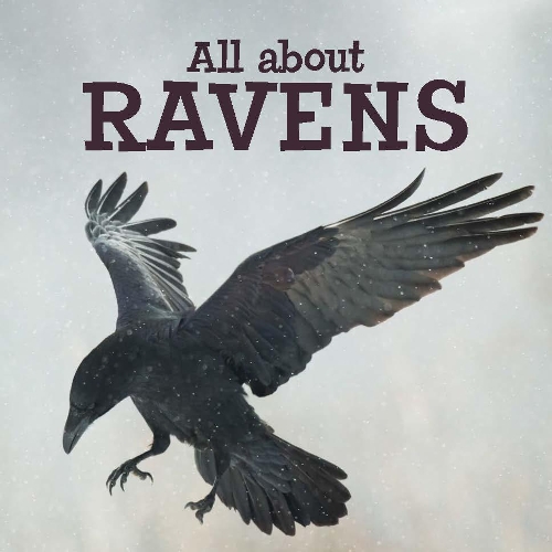 Паперова книга «All about Ravens: English Edition», автор Arvaaq Press - фото №1