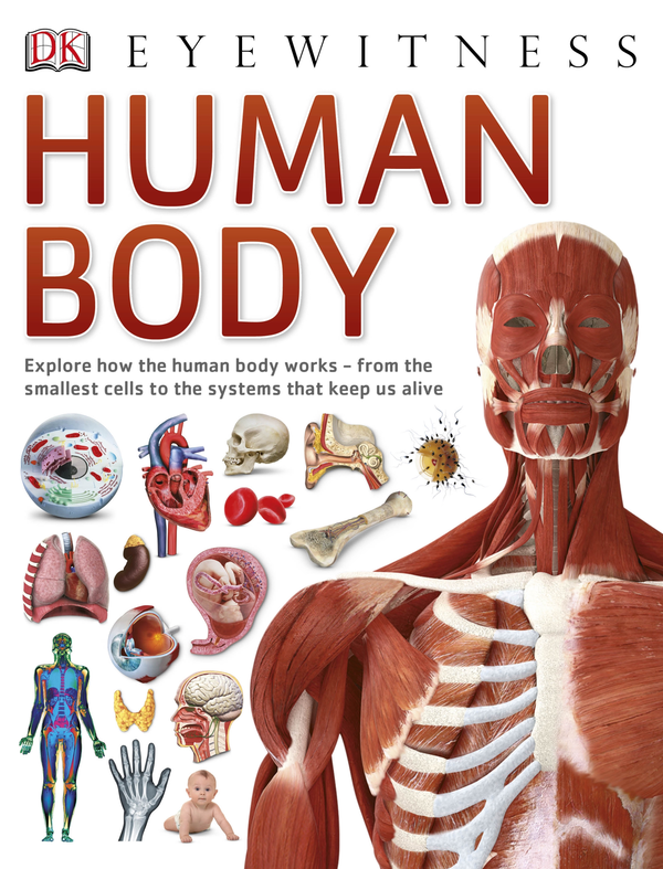 Паперова книга «Human Body», автор Річард Уолкер - фото №1
