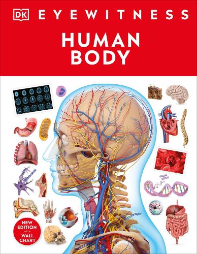 Бумажная книга «Human Body», автор DK (Dorling Kindersley) - фото №1