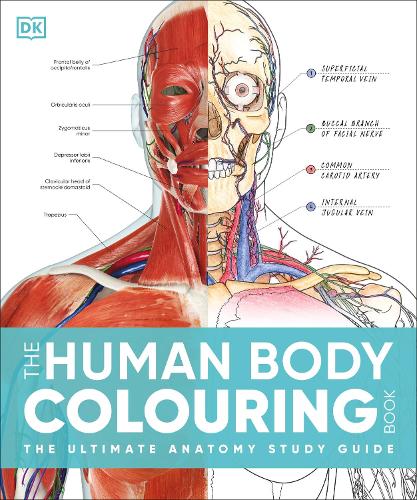 Бумажная книга «The Human Body Colouring Book: The Ultimate Anatomy Study Guide», автор DK (Dorling Kindersley) - фото №1