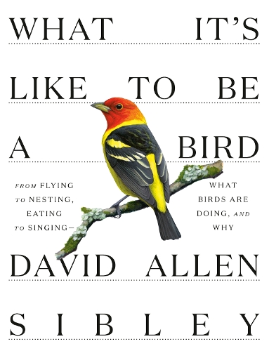 Бумажная книга «What It's Like to be a Bird», автор Дэвид Аллен Сибли - фото №1