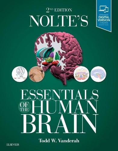 Паперова книга «Nolte's Essentials of the Human Brain», автор Тодд В. Вандерах - фото №1